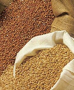 Certyfikat GMP+ B4 w transporcie