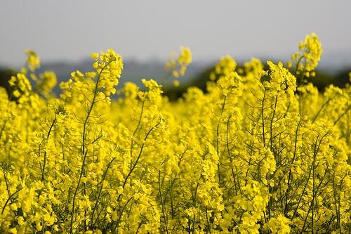 Systemy KZR INIG, REDcert, ISCC biomasa, biopaliwa