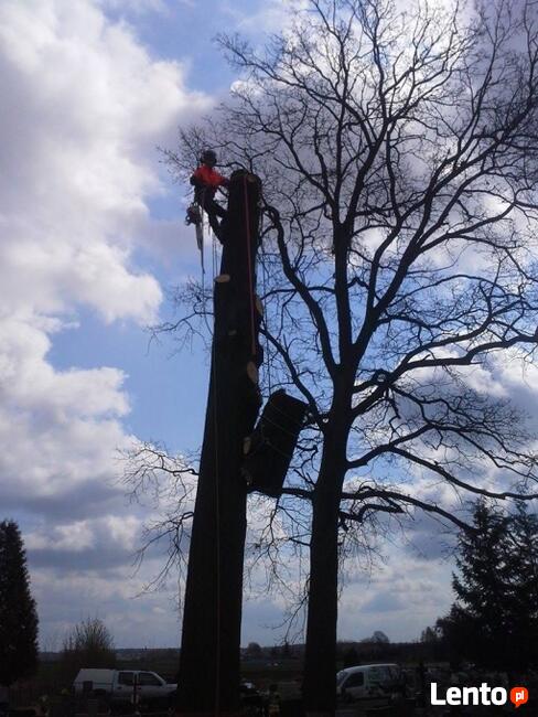 Ścinanie Drzew
