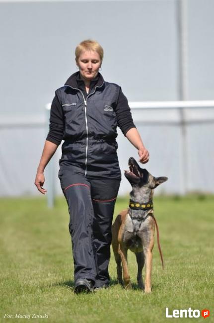 Szkolenie psów - kursy grupowe i treningi indywidualne