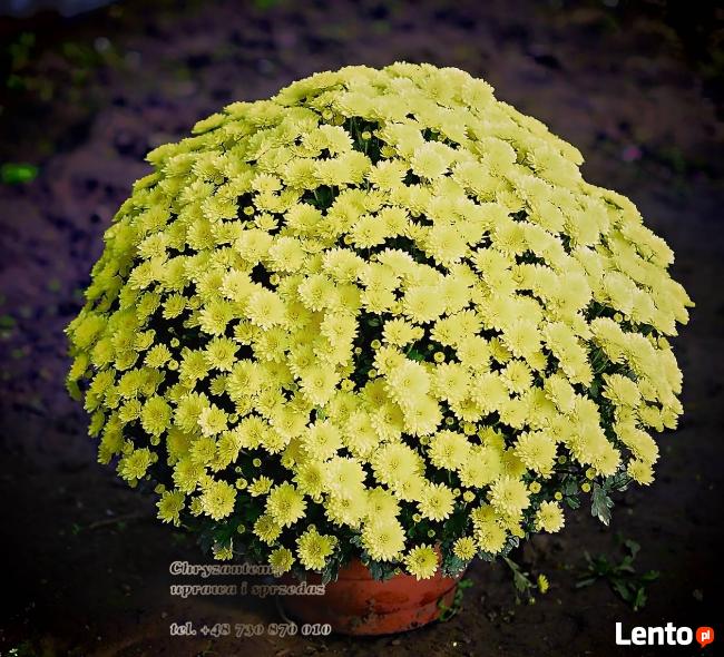 2025 piękne dużechryzantemy atrakcyjna cena producent