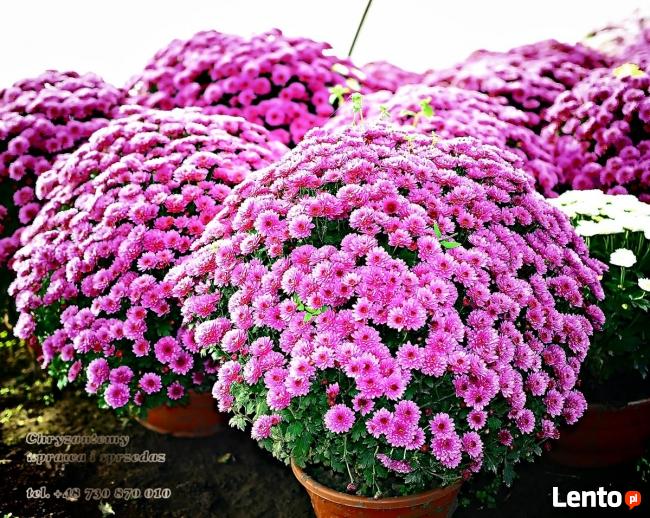 2025 piękne dużechryzantemy atrakcyjna cena producent