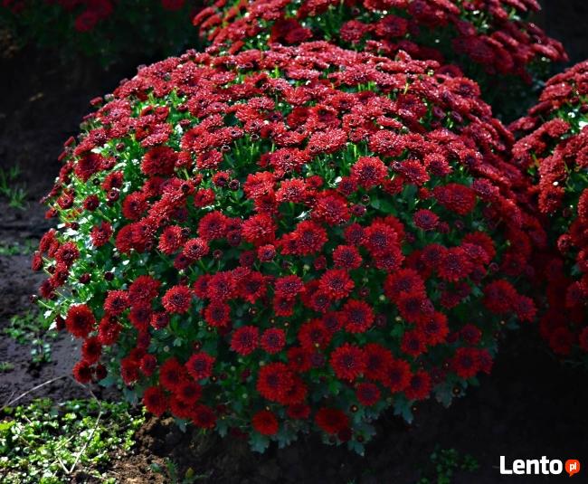 2025 piękne dużechryzantemy atrakcyjna cena producent