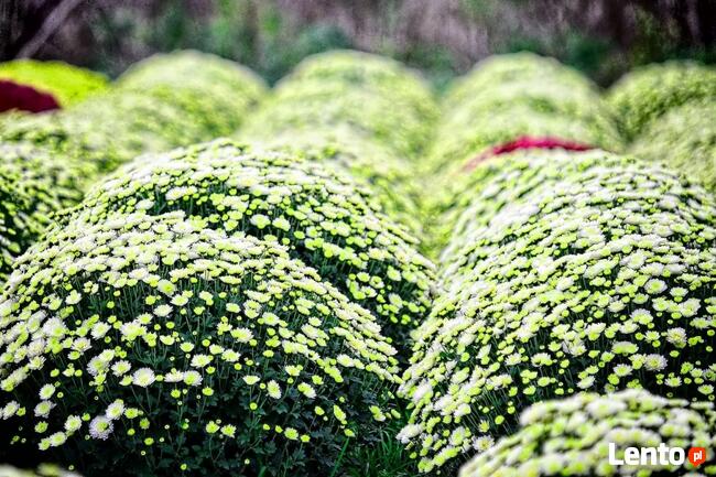 2025 piękne dużechryzantemy atrakcyjna cena producent