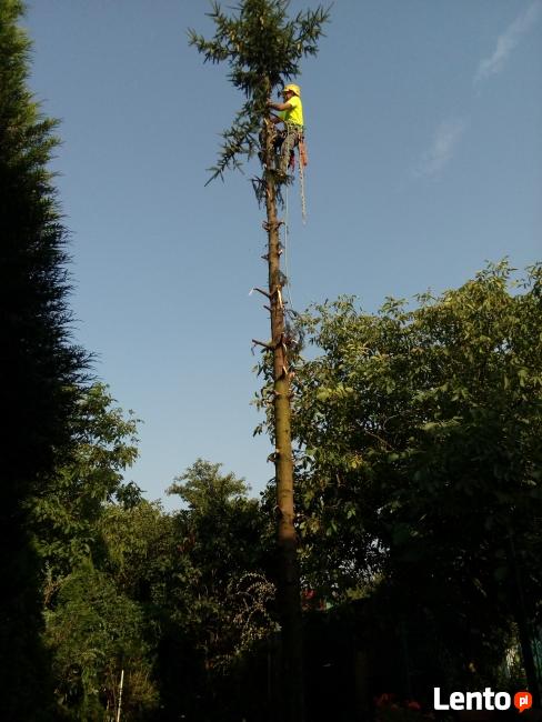 DRZEWA, WYCINKA, ŚCINKA, PRZYCINKA, PIELĘGNACJA, ARBORYSTYKA