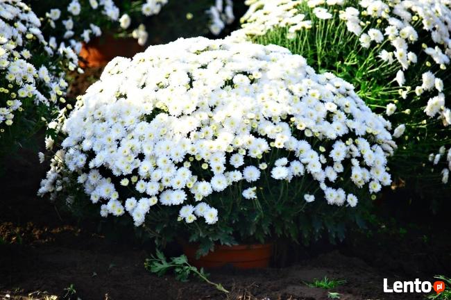 2025 piękne dużechryzantemy atrakcyjna cena producent