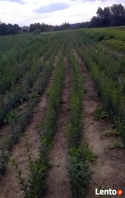 Ligustr liguster sadzonka żywopłot