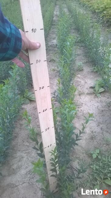 Ligustr liguster sadzonka żywopłot