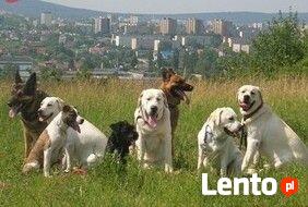 Szkolenie psów Kielce www.szkoleniepsowkielce.eu