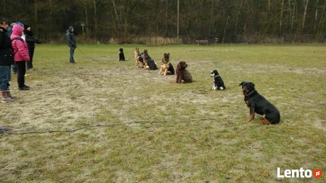 Szkolenie psów Kielce www.szkoleniepsowkielce.eu
