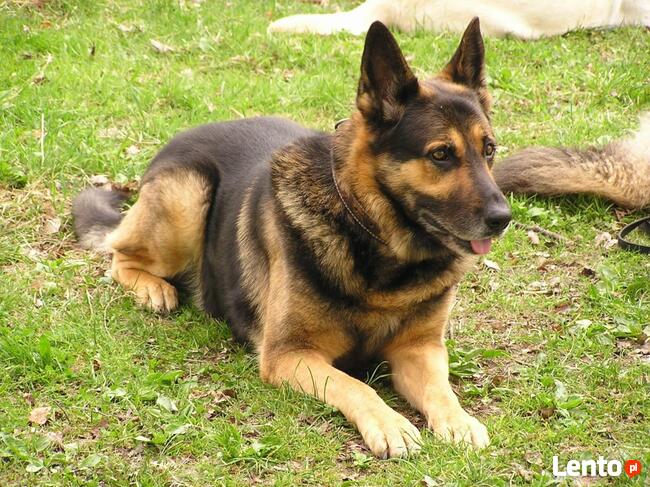 Szkolenie psów Kielce www.szkoleniepsowkielce.eu