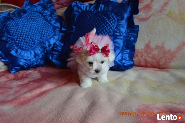 Maltanczyk, Maltańczyki, rasowe, piekne laleczki :-)