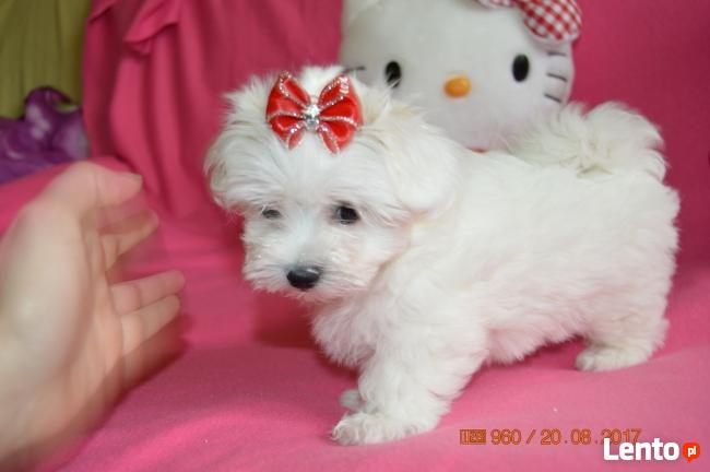 Maltanczyk, Maltańczyki, rasowe, piekne laleczki :-)