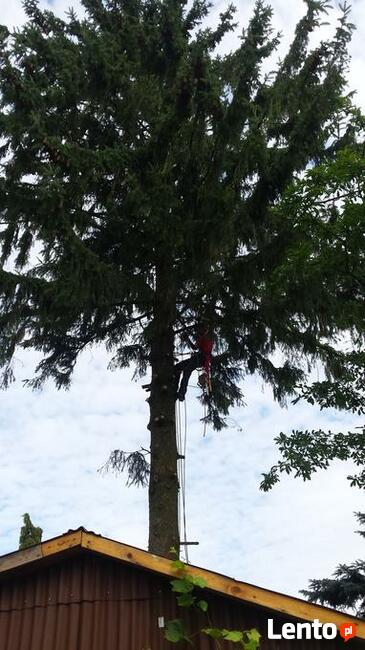 Wycinka drzew trudnych