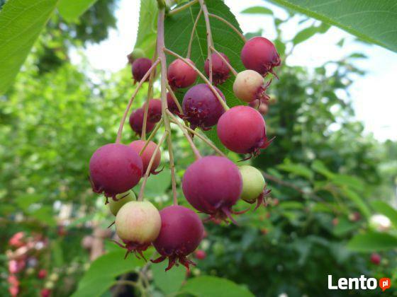 Świdosliwa LAMARCKA roślina w pojemniku sadzenie do grudnia!