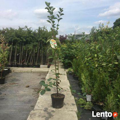 Świdosliwa LAMARCKA roślina w pojemniku sadzenie do grudnia!
