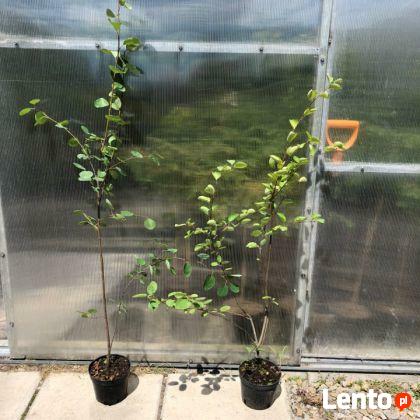 Świdosliwa LAMARCKA roślina w pojemniku sadzenie do grudnia!