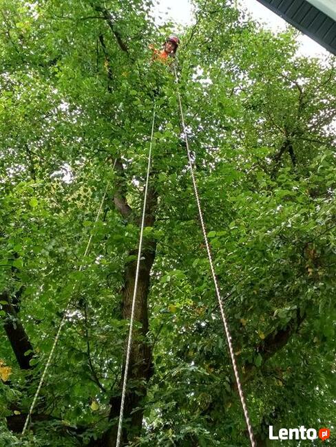 Wycinka drzew trudnych