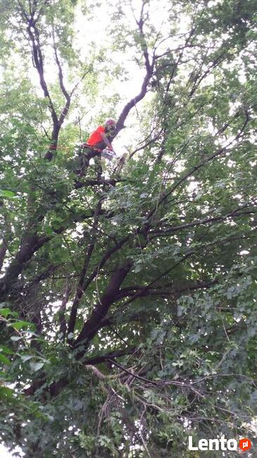 Wycinka drzew trudnych