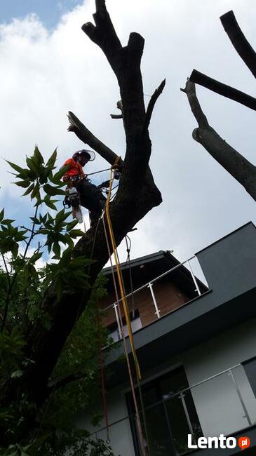 Wycinka drzew trudnych