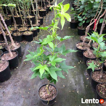 Ambrowiec amerykański Slender Silhouette 80-100 cm KOLUMNOWY