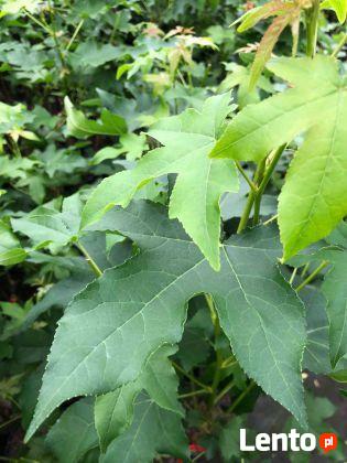 Ambrowiec amerykański Slender Silhouette 80-100 cm KOLUMNOWY