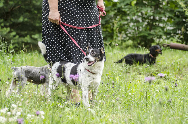 Bajo, wielkości spaniela szuka swojego domu.