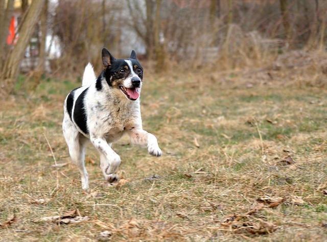 Bajo, wielkości spaniela szuka swojego domu.