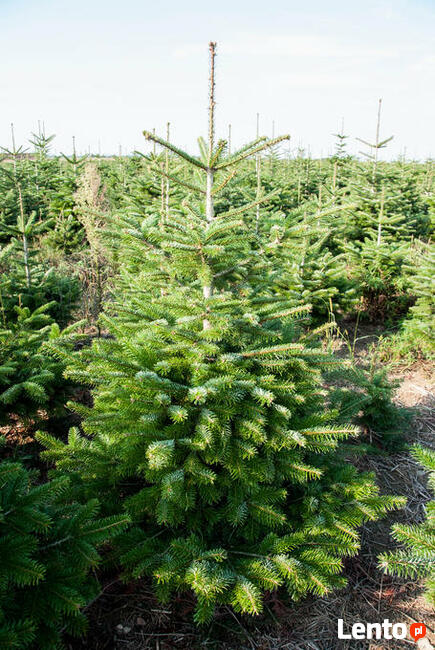 Choinki cięte Jodła kaukaska Nordmann 250 cm Wielkopolska