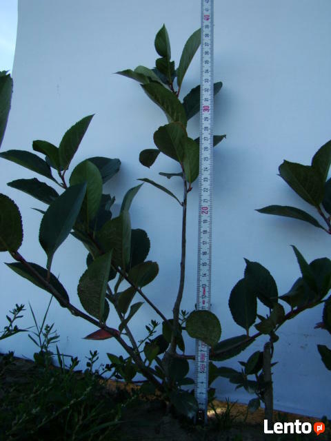 Aronia sadzonki - ekologiczne sadzonki aronii