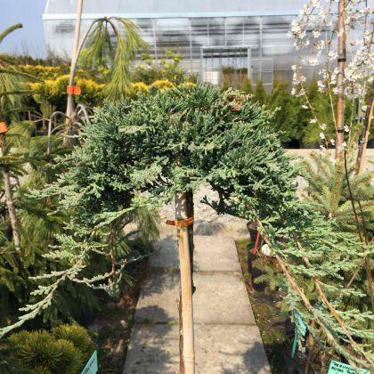 Jałowiec Ice Blue w pojemniku sadzenie do grudnia !