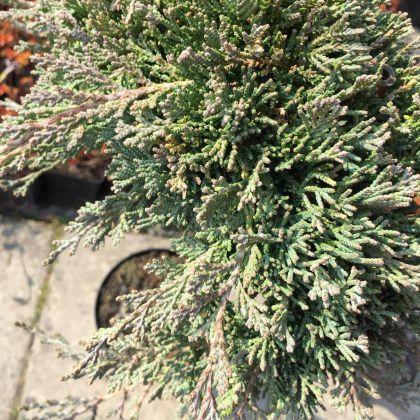 Jałowiec Ice Blue w pojemniku sadzenie do grudnia !