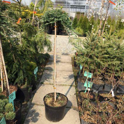 Jałowiec Ice Blue w pojemniku sadzenie do grudnia !