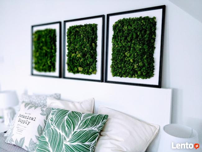 Obrazy z mchu, logo firmy, ściany z mchu. Profesjonalnie.