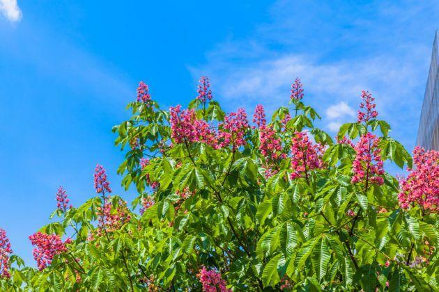 Kasztanowiec czerwony BRIOTII sadzenie do grudnia