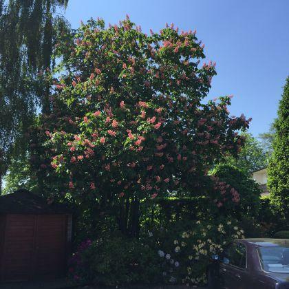 Kasztanowiec czerwony BRIOTII sadzenie do grudnia