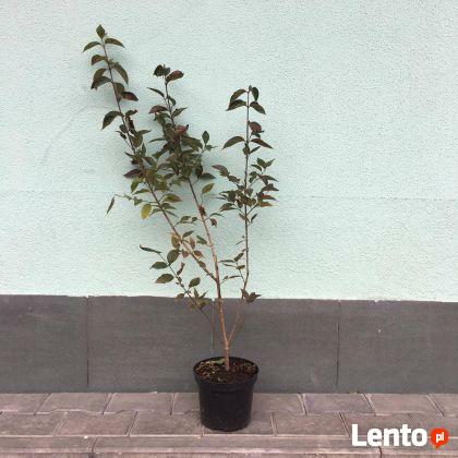 Dereń jadalny CORNUS MAS możliwość sadzenia do grudnia