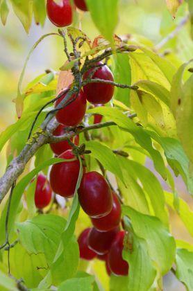 Dereń jadalny CORNUS MAS możliwość sadzenia do grudnia