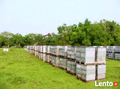 Ukraina. Miod 6 zl/kg. Pozyskujemy ziolomiody, propolis,wosk
