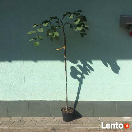 Wiąz górski Camperdownii w pojemniku