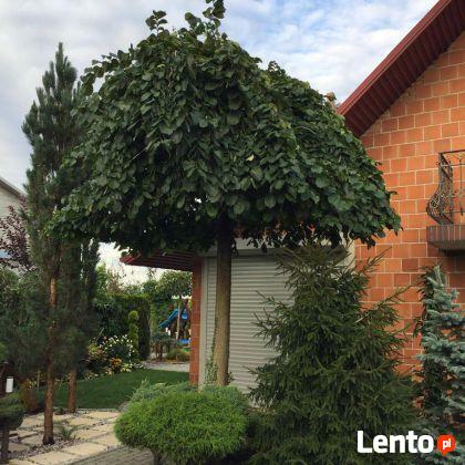 Wiąz górski Camperdownii w pojemniku