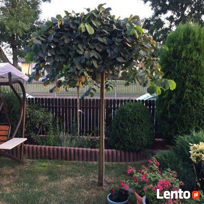 Wiąz górski Camperdownii w pojemniku