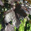 Klon zwyczajny Faassen s Black