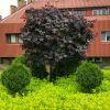Klon zwyczajny Faassen s Black