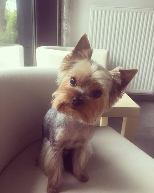 Strzyżenie psów i kotów Salon "Pretty Pet" Żoliborz, Wola