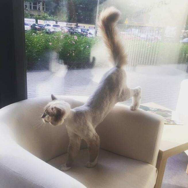 Strzyżenie psów i kotów Salon "Pretty Pet" Żoliborz, Wola