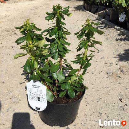 Różanecznik Goldkrone sprzedawany w doniczkach