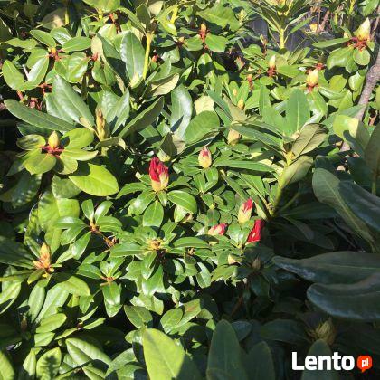 Różanecznik Goldkrone sprzedawany w doniczkach