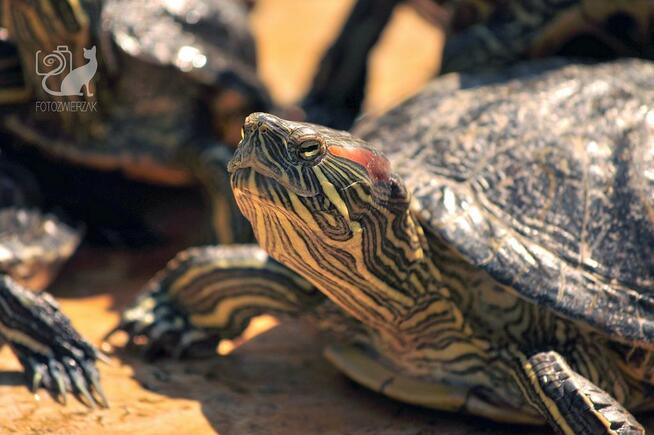 Sesja zdjęciowa zwierząt, zwierzęca fotografia, fotozwierzak
