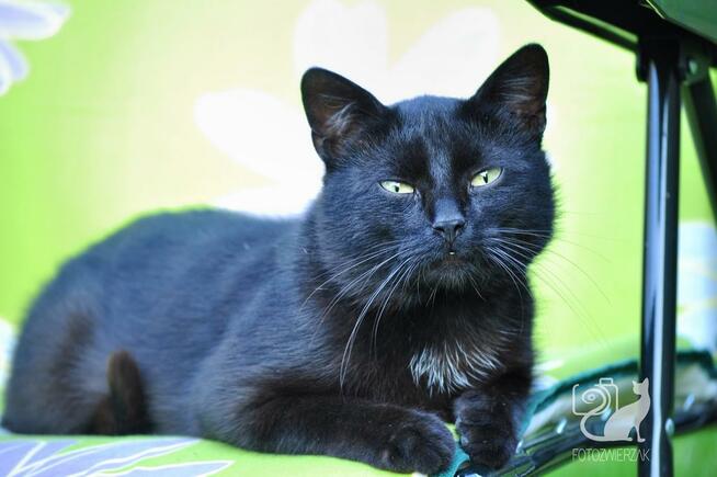 Sesja zdjęciowa zwierząt, zwierzęca fotografia, fotozwierzak